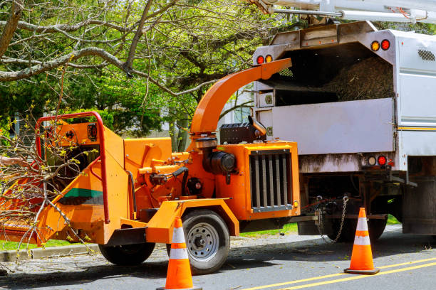 Best Stump Grinding and Removal  in Wyncote, PA