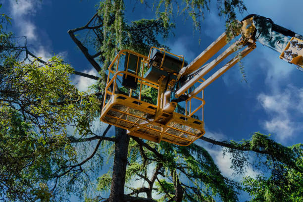 Best Palm Tree Trimming  in Wyncote, PA