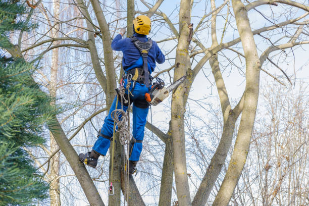 Best Commercial Tree Services  in Wyncote, PA