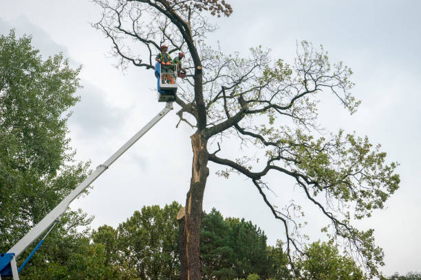 How Our Tree Care Process Works  in  Wyncote, PA