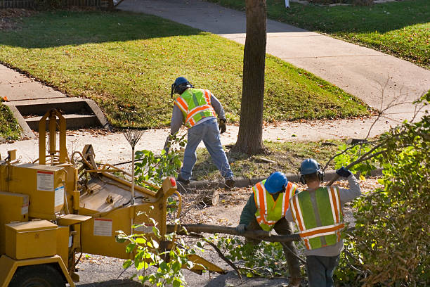 Wyncote, PA Tree Removal Company