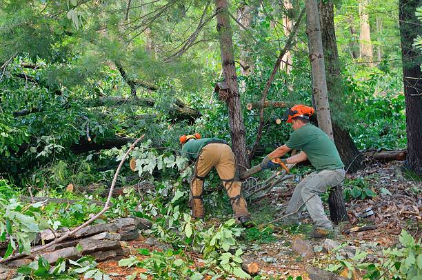  Wyncote, PA Tree Removal Pros