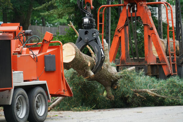 Best Tree Mulching  in Wyncote, PA